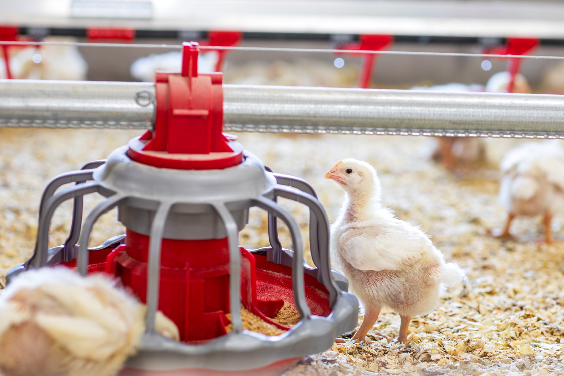 Cuidado de aves en Agrosuper
